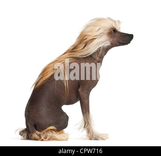 Chinese Crested Dog, 9 Monate alt, sitzt vor weißem Hintergrund Stockfoto