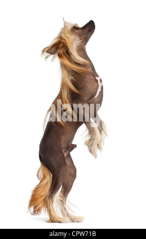 Chinese Crested Dog, 9 Monate alt, steht auf den Hinterbeinen vor weißem Hintergrund Stockfoto