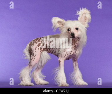 Chinese Crested Dog, 9 Monate alt, lila Hintergrund stehend Stockfoto