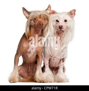 Chinese Crested Dogs, 11 und 16 Monate alt, sitzt vor weißem Hintergrund Stockfoto