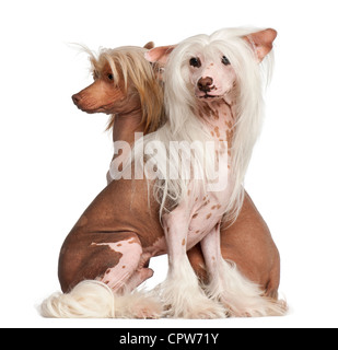 Chinese Crested Dogs, 11 und 16 Monate alt, sitzt vor weißem Hintergrund Stockfoto