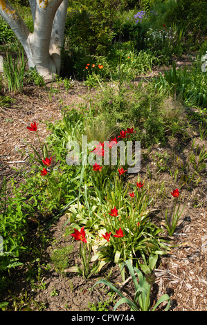 Rote Tulpen wachsen in einer Pflanze-Kinderzimmer-Bett eingebürgert.  Tulipa Sprengeri. Stockfoto