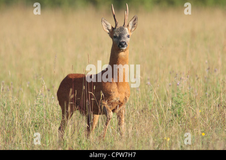 Reh (Capreolus Capreolus), Erwachsene Buck, Stand in Wiese, Ackerland, West Yorkshire, Großbritannien Stockfoto
