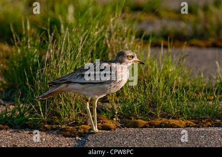 (Burhinus oedicnemus Stone Curlew) Stockfoto