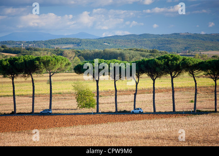 Schirm-Pinien bei Sovicille in der Nähe von Siena in der Toskana, Italien Stockfoto