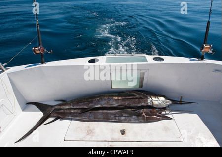 Mexiko, Puerto Vallarta. Sailfish an Deck der Charter Boot Deep Sea sportfishing Puerto Vallarta, Mexiko. Stockfoto