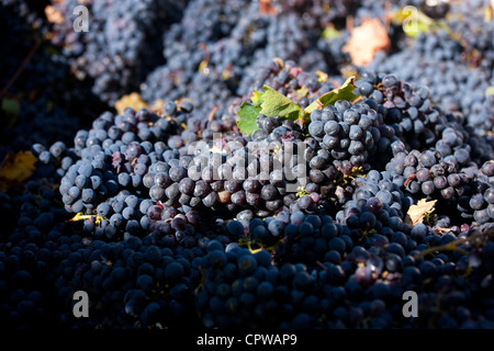 Sangiovese Chianti Classico Trauben frisch gepflückt am Pontignano in Chianti-Region der Toskana, Italien Stockfoto