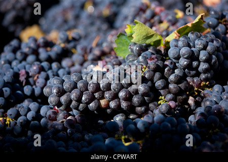 Sangiovese Chianti Classico Trauben frisch gepflückt am Pontignano in Chianti-Region der Toskana, Italien Stockfoto