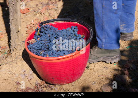 Mann, die Kommissionierung Trauben Sangiovese Chianti Classico Pontignano in Chianti-Region der Toskana, Italien Stockfoto