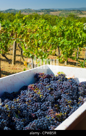 Frisch gepflückte Trauben Sangiovese Chianti Classico bei Pontignano in Chianti-Region der Toskana, Italien Stockfoto