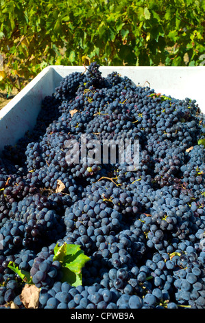 Frisch gepflückte Trauben Sangiovese Chianti Classico bei Pontignano in Chianti-Region der Toskana, Italien Stockfoto