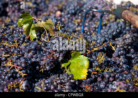 Sangiovese Chianti Classico Trauben frisch gepflückt am Pontignano in Chianti-Region der Toskana, Italien Stockfoto