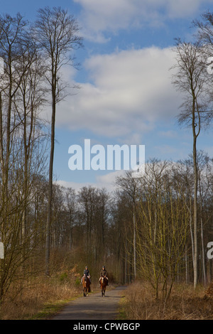 Reiter im Wald Stockfoto