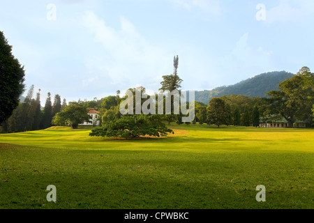 Ficus Benjamina in Royal Botanical Gardens, Peradeniya, Kandy, Sri Lanka Stockfoto