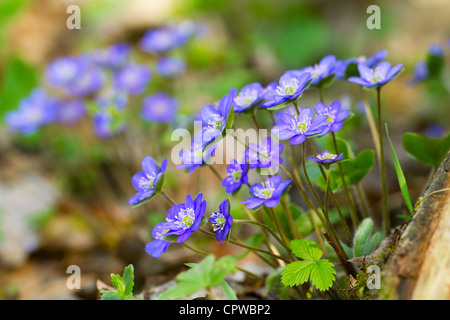 Blaue Blumen Hepatica Nobilis Nahaufnahme (gemeinsame Leberblümchen, Lebermoos, Kidneywort, Abel, Anemone Hepatica) Stockfoto