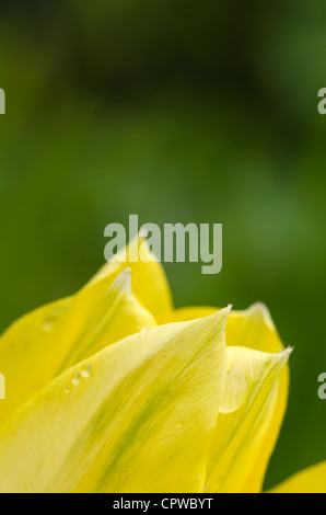 Details der leuchtend gelbe Tulpe Blume mit Regen Tropfen Stockfoto