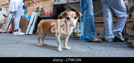 Chihuahua Hund wartet geduldig, während Besitzer Geschäfte auf dem Markt in Pienza, Toskana, Italien Stockfoto