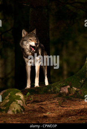 Europäischer Grauwolf im dunklen Wald Stockfoto