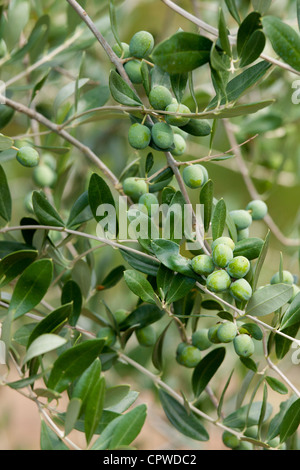 Olive Branch auf Baum im Val D'Orcia, Toskana, Italien Stockfoto