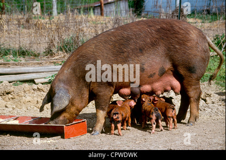 Große braune kommerzielle 4-Wege Kreuz Sau frisst aus ihrem Trog unbeschwert durch ihr Kreis der Ferkel, Spanferkel, Missouri USA Stockfoto