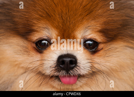 Deutscher Zwergspitz Welpen. Stockfoto