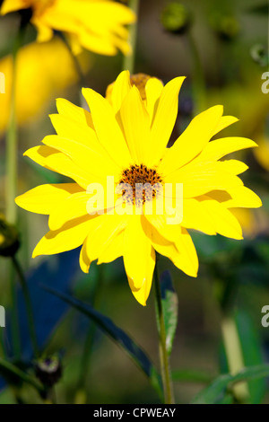 Rudbeckia Blumen, Asteraceae, auch bekannt als Sonnenhut im Garten in Cotswolds, Oxfordshire, Vereinigtes Königreich Stockfoto