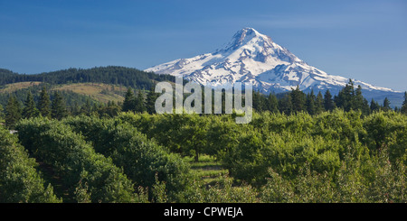 Hood River County, Oregon Blick auf Schnee bedeckt Gipfel des Mount Hood über die Obstplantagen der Hood River Valley Stockfoto