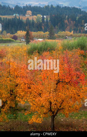 Oregon-Obstgarten (Bartlett Birne) in leuchtenden Herbstfarben mit Bauernhof Grate der Hood River Valley in der Ferne Stockfoto