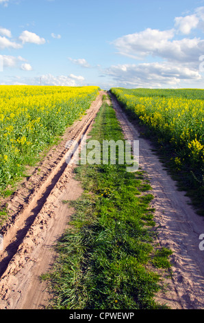 Feldweg im Feld Frühling gelbe Vergewaltigungen Stockfoto