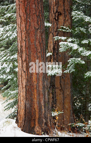 Emigrant Springs State Park, OR zwei gelb-Kiefer (Pinus Ponderosa) Stämme unter verschneiten Tannenzweigen in den Blue Mountains Stockfoto