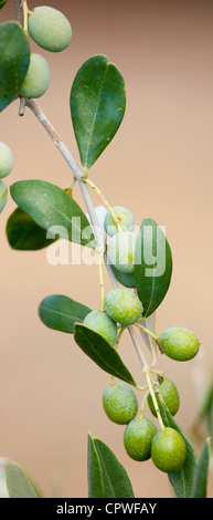 Olive Branch auf Baum im Val D'Orcia, Toskana, Italien Stockfoto