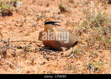 Indische Courser in Indien Stockfoto