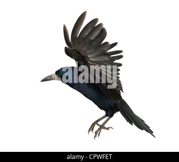 Rook, Corvus Frugilegus, 3 Jahre alt, auf der Flucht vor weißem Hintergrund Stockfoto