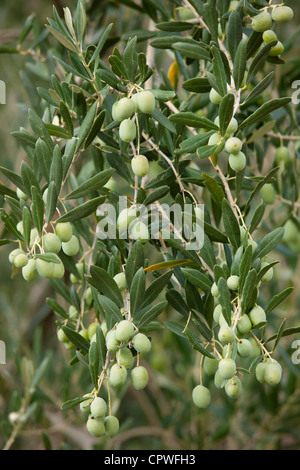 Olive Branch auf Baum im Val D'Orcia, Toskana, Italien Stockfoto