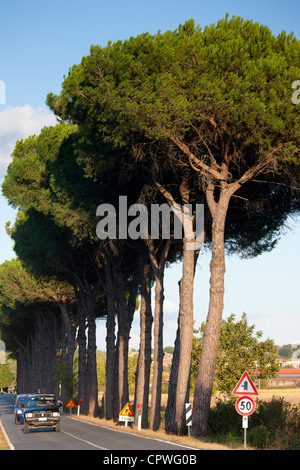 Schirm-Pinien bei Sovicille in der Nähe von Siena in der Toskana, Italien Stockfoto