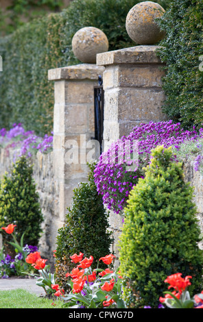 Sandsteinmauer mit Sommer Bettwäsche Tulpen und Aubrieta, Cotswolds, Worcestershire, England, UK Stockfoto