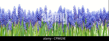 Großen Rahmen collage Hintergrund vom ersten Belton Blumen "Muscari' isoliert Stockfoto