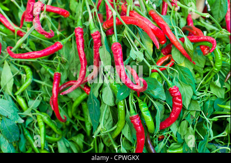 Rote und grüne Chilischoten, Capsicum Pubescens, auf Verkauf im Lebensmittelmarkt in Pienza, Toskana, Italien Stockfoto