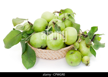 Haufen von grünen sauren unreifen Äpfeln mit Shanks und Blätter in Korb isoliert Stockfoto