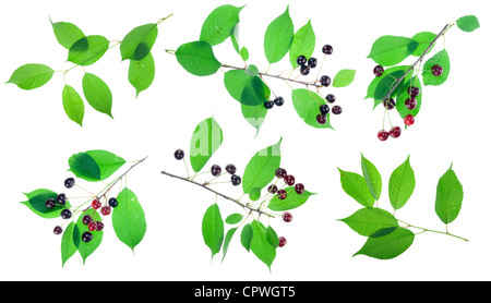 Schwarz rote Kirschen mit Berriws Zweige und Blätter Set isoliert Stockfoto