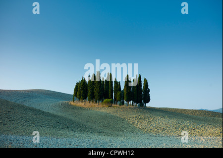 Hain von Zypressen in Landschaft von San Quirico D'Orcia in Val D'Orcia, Toskana, Italien Stockfoto