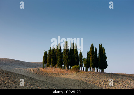 Hain von Zypressen in Landschaft von San Quirico D'Orcia in Val D'Orcia, Toskana, Italien Stockfoto