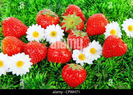 Fresh strawberries on green grass and flowers Stockfoto