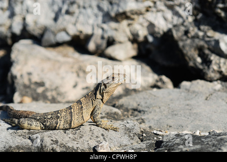 Wilden Leguan Porträt auf dem Felsen unter der Sonne Stockfoto