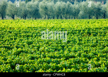 Reben und Olivenhain von traditionellen Olivenbäume in der Nähe von Montalcino in Val D'Orcia, Toskana, Italien Stockfoto