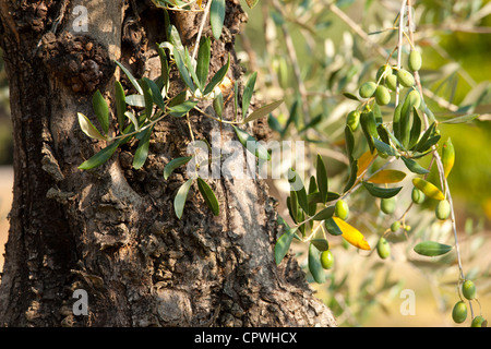 Reife grüne Oliven in Olivenhain in Val D'Orcia, Toskana, Italien Stockfoto
