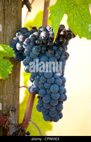 Brunello Trauben, Sangiovese, wachsen an Rebstöcken auf dem Weingut La Fornace in Montalcino in Val D'Orcia, Toskana, Italien Stockfoto