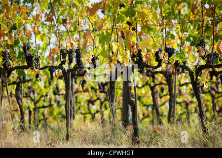 Gereifte Brunello Trauben Sangiovese, wachsen auf Reben auf Weingut La Fornace in Montalcino im Val D'Orcia, Toskana, Italien Stockfoto