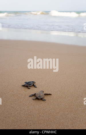 Auf den Ozean. Frisch geschlüpften Baby-Schildkröten in Eile in das wässrige element Stockfoto