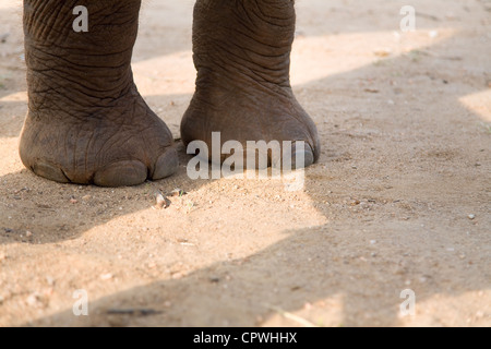 Beine des Elefantenbabys auf Straße, Sri lanka Stockfoto